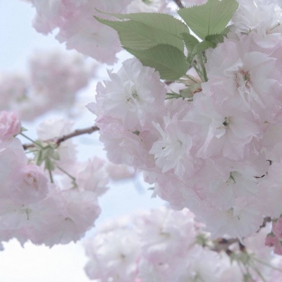 Furry插画色彩解析Furry群